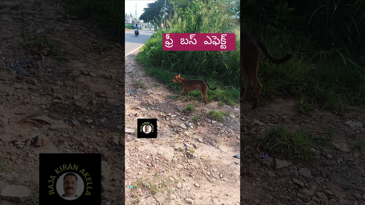 Funny animal voicover Telugu |దట్టుబడి| #animalfundub  #voiceover by #rajakiranakella | #funny #dog