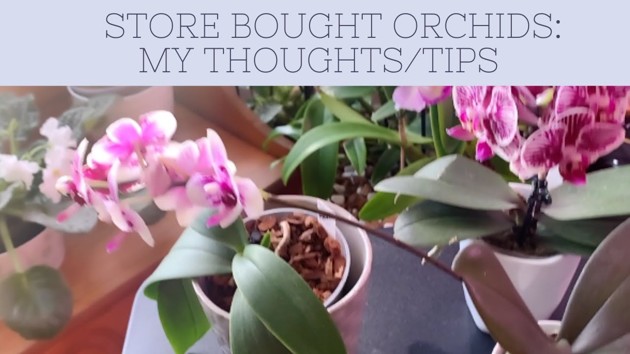 How to take care of Store Bought Orchid My thoughts on how to care for
