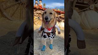 Oatmeal’s super normal trip to the pumpkin patch (repost from last year!) #PumpkinPatch #Halloween