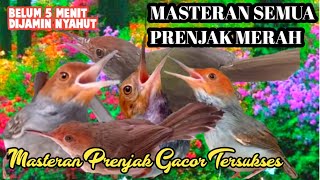 Download Lagu MASTERAN PRENJAK  GACOR \u0026 TERAPI SEMUA PRENJAK KEPALA MERAH TERSUKSES MP3
