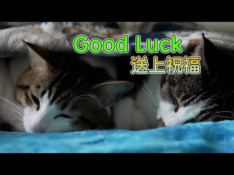黎明Leon Lai【Good Luck】cover by 大B貓？｜送上祝福｜疫境自強！4K猛片-大B貓與波奇：粵語配音/講廣東話嘅香港貓｜Sony A74