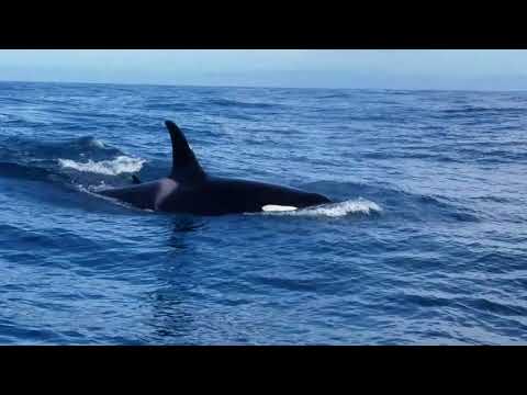 Orca whales lapush, WA
