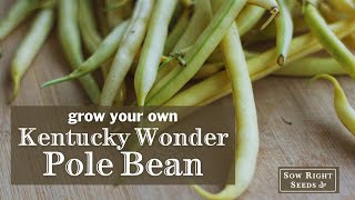 Sow Right Seeds | Kentucky Wonder Pole Bean