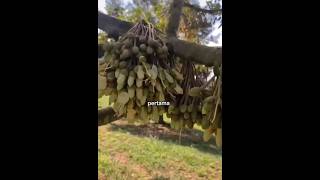 Tips agar bunga durian tidak rontok#ladang durian