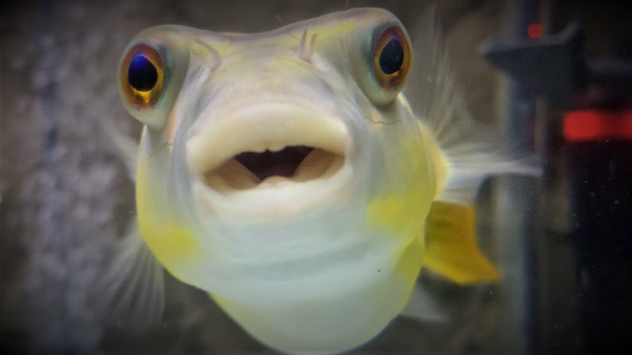 Predator Fish Feeding Puffer Fish YouTube