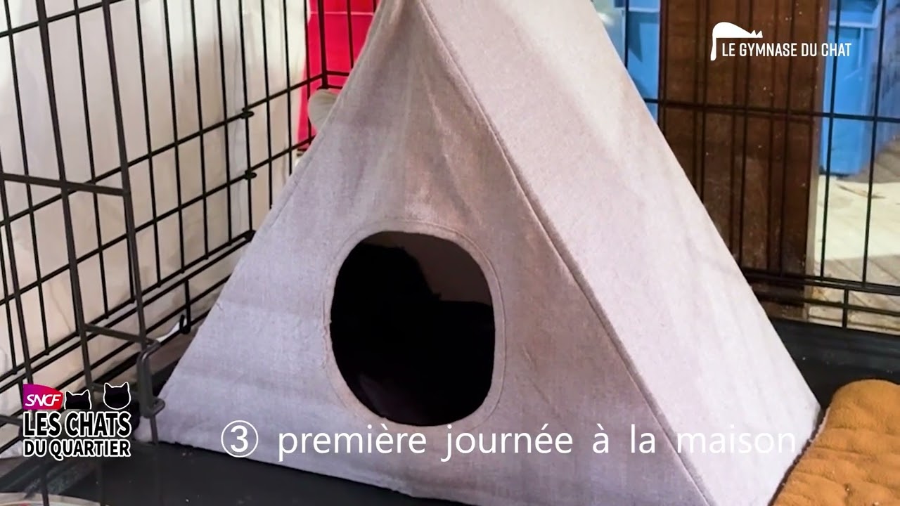 LES CHATS DES QUARTIERS : les aventures de Micheline
