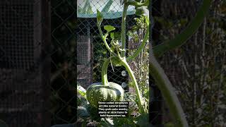 Why Pumpkins Climb Instead of Standing Up