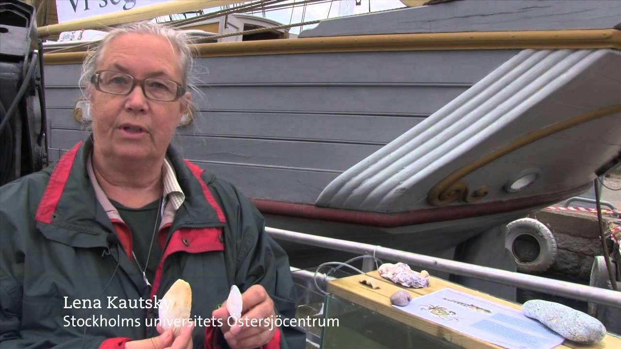 Fem främmande arter i svenska vatten