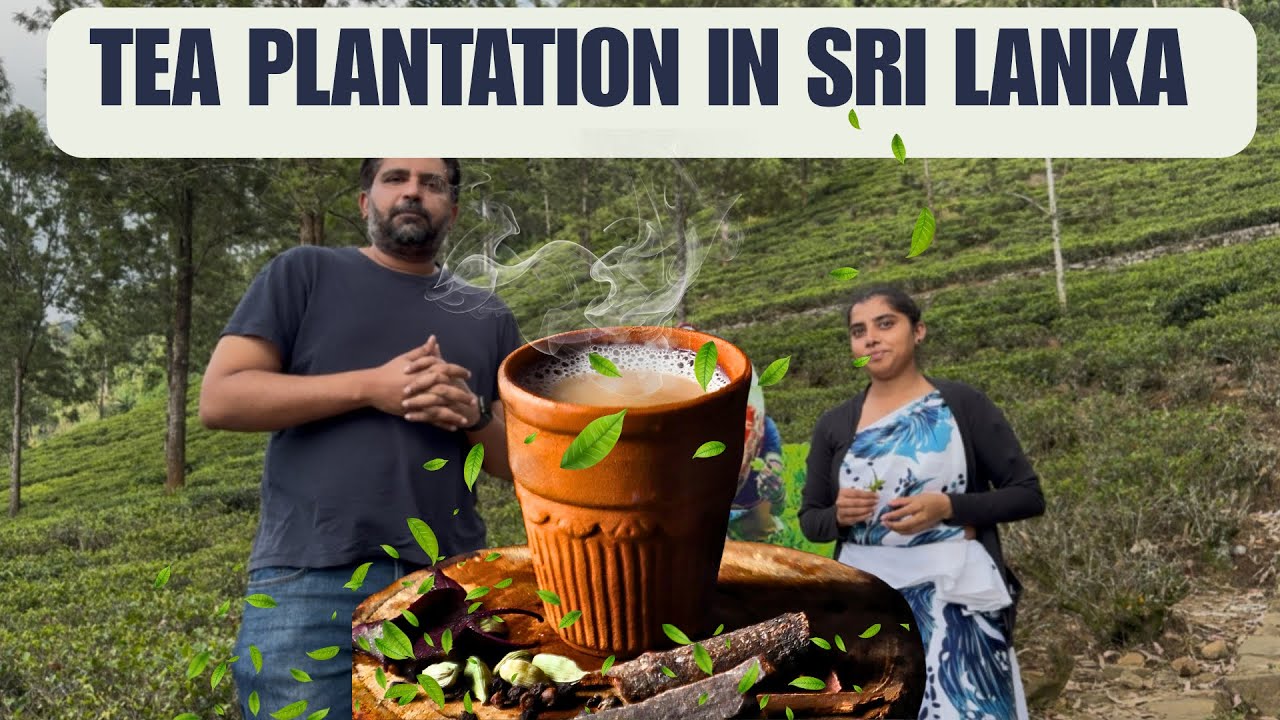 Tea Plantation Factory Sri Lanka ~ How to grow tea at hill stations | Blue field Tea Factory