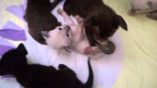 2 week old siamese/oriental kittens