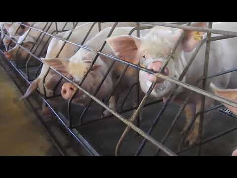 Video Exposes Piglets Mutilated and Mother Pigs Crammed in Tiny Cages in Brazil