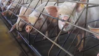 Video Exposes Piglets Mutilated And Mother Pigs Crammed In Tiny Cages In Brazil