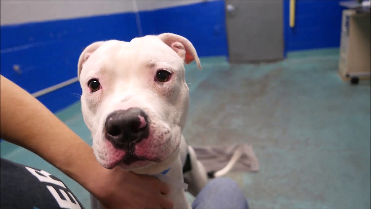 gaetano camera iphone 8 plus apk