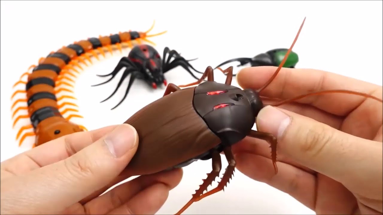 Remote Control Cockroach YouTube