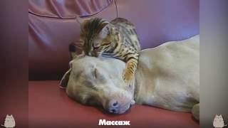 Funny Cats, дикие и угарные коты и кошки.