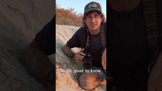 Turtles Still Hatching on Ningaloo After Cyclone Narelle