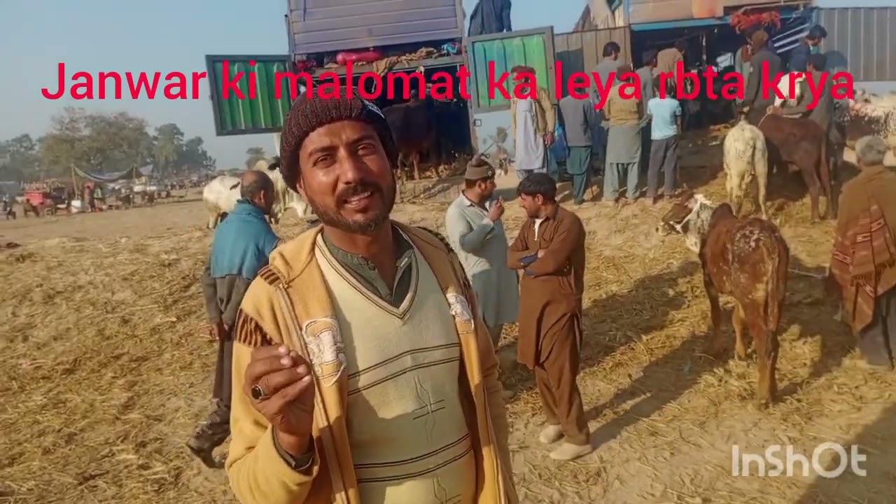 Date. 14 .1.2026 mandi London kharedari bachro ki 300 bachra kharad keya sasta