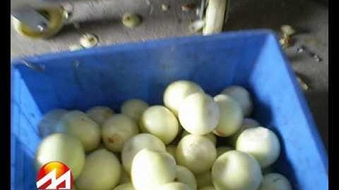 onion roots  and stem cutter