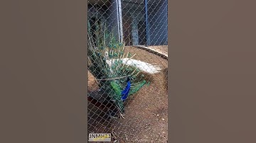 Thumbnail of Two beautiful peacocks opening feathers with sound | Peafowl birds courtship ritual | White peacock