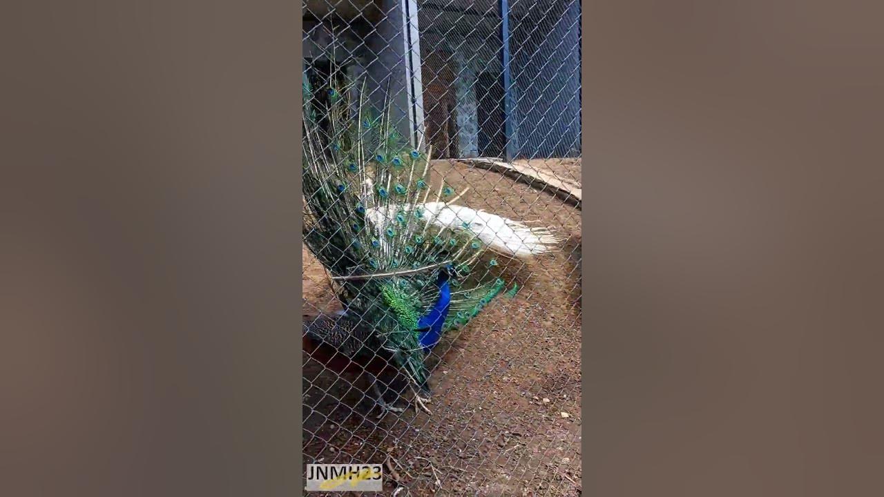 Two beautiful peacocks opening feathers with sound | Peafowl birds courtship ritual | White peacock