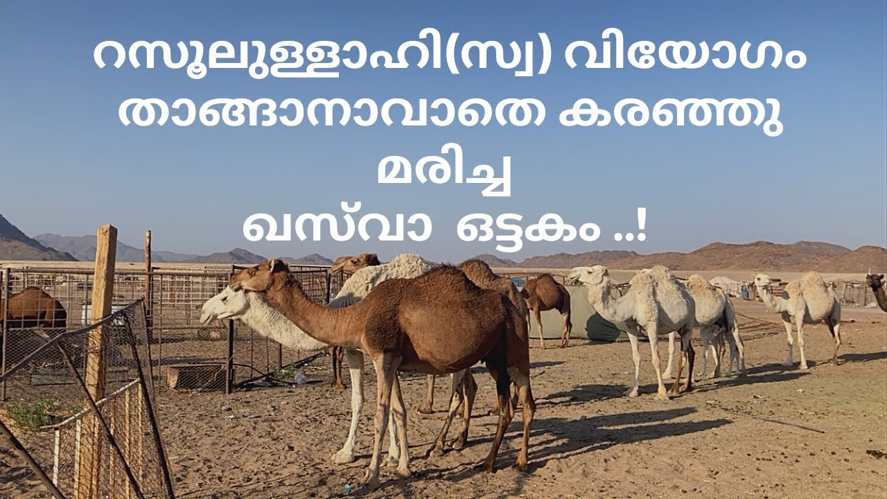 ഹബീബ് ﷺ പ്രാണന് തുല്യം സ്നേഹിച്ച ഖസ്‌വാഇനെ ഓർത്തപ്പോൾ..!