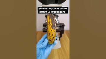 rotten banana under a microscope #shortvideo #microscope #science #microscopy #microscopeworld