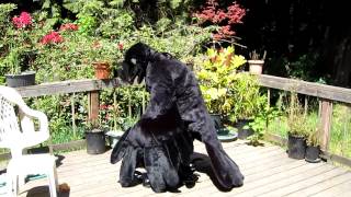 Kyreeth Crow Fursuit