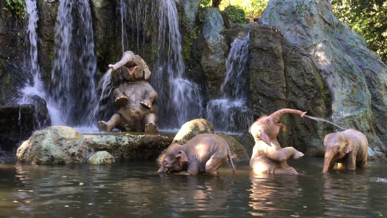 jungle cruise wdw