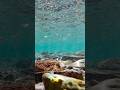 🌊波音ちゃぷちゃぷ 🐟小魚の泳ぐ海 #波の音 #自然音 #naturesounds