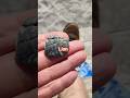 Lion Seashell Effigy #rockhounding #history #beach #geology #ancient #artifact #rock #anthropology