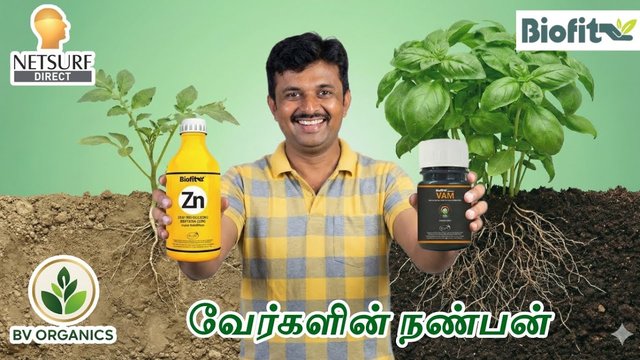 Netsurf Tamil | Netsurf Biofit VAM | Biofit Zn | Root growth | வேர் வளர்ச்சி | Organic Farming