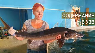 картинка: Содержание осетра в УЗВ. Акваферма Живой осетр