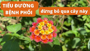 BẤT NGỜ với Công dụng của cây trâm ổi chữa tiểu đường, bệnh phổi|CÂY THUỐC QUANH TA 6455#38