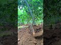 Harvesting BambooShoots In Forest #viral #bamboo #shortsfeed #satisfying #bambooacademy #farming