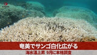 奄美でサンゴ白化広がる 海水温上昇、9月に本格調査