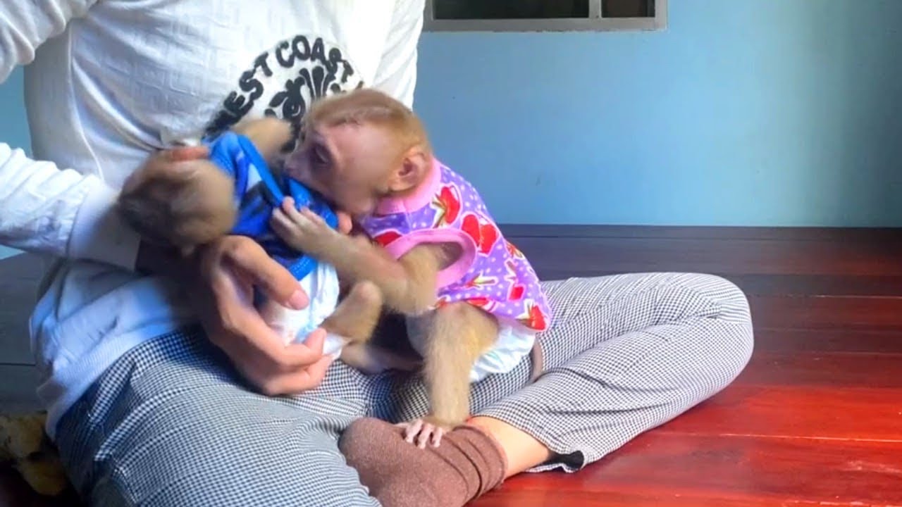 JUeur Full Play With Tourtour