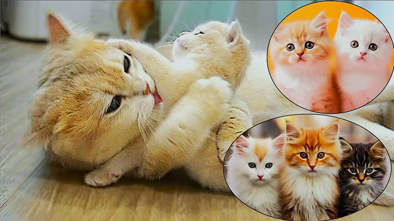 Mother Cat Love 🐱💕 Feeding Her Kittens and Sleeping Together Peacefully