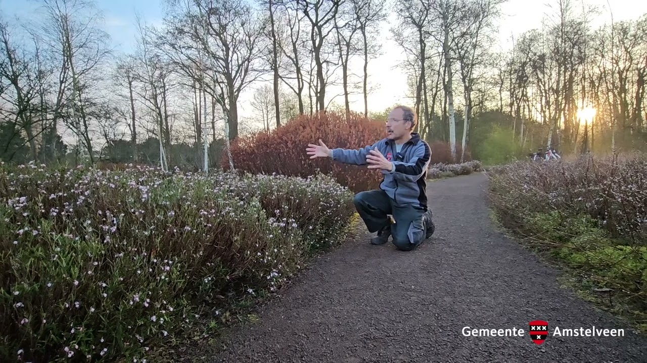 Lavendelheide in de heemparken van Amstelveen