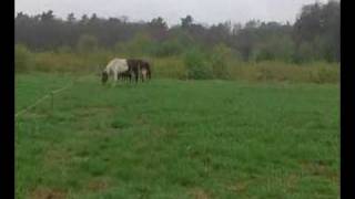 Video0009.avi
