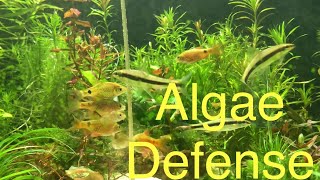 Algae Defense Team (Filamentous Algae)