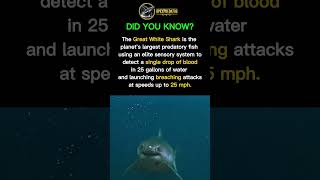 Great White Shark: Ocean’s Ultimate Predator #predatorlore #apexpredator #greatwhiteshark #sharks