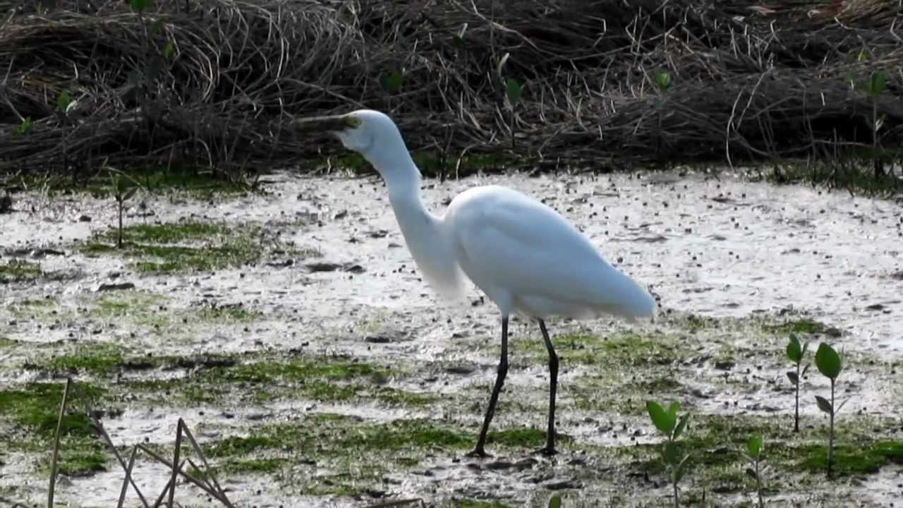 Intermediate Egret