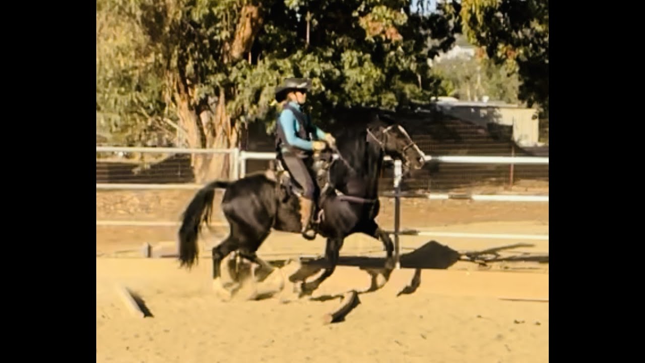 Teaching Tennessee Walking Horse to Canter Tilley Part 6 YouTube