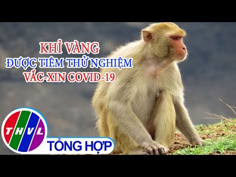 Video Khỉ vàng được tiêm thử nghiệm vaccine COVID-19 - youtube