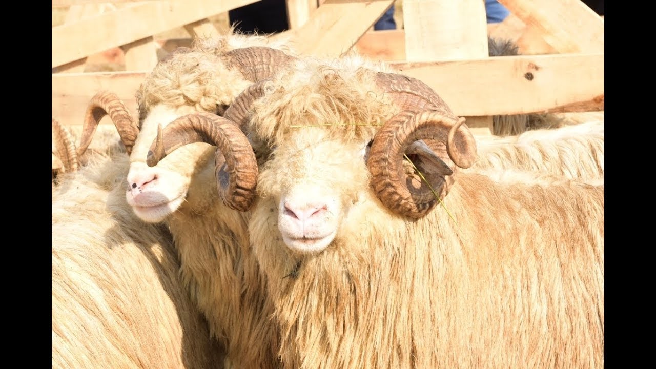 Targ Expozitional de Berbeci editia a II-a Baia Mare 2018