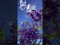 JACARANDAS In HERBERTON TABLELANDS NORTH QUEENSLAND Spring 2021 mp3