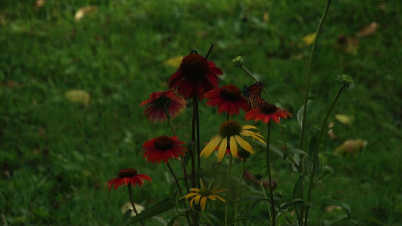 Monarch Butterfly, September 2019, Upstate New York Late Afternoon YouTube
