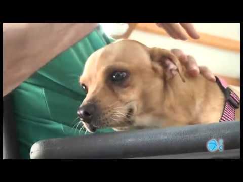Video: Conoce A Scooter: Paralizado Por Disparos Convertido En Perro De Terapia De Héroe