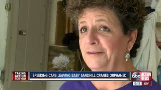Sandhill cranes getting hit and killed by cars, officials say