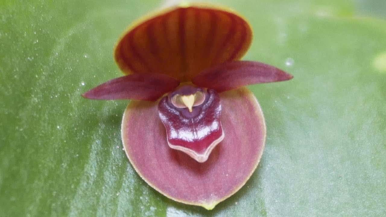 Pleurothallis cardiothallis - Orchideen Pflege leicht gemacht!